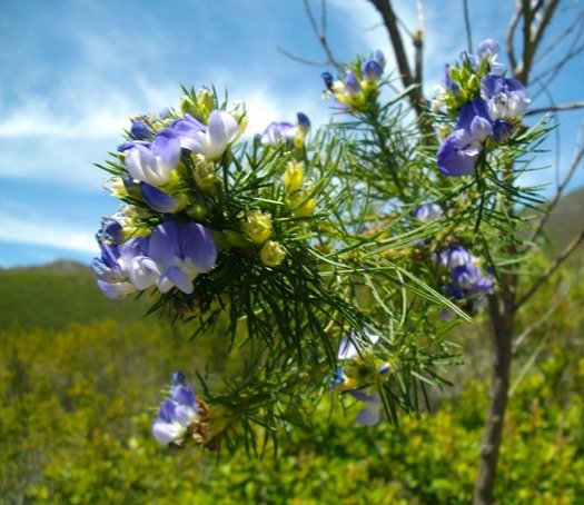 Psoralea pinnata flowers